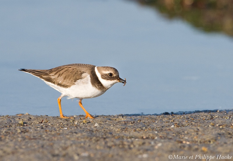 Gravelot grand 7464_wm.jpg - Grand gravelot - Common Ringed Plover - Charadrius hiaticula(Bretagne, France, janvier 2011)